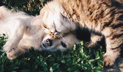 cat and dog playing