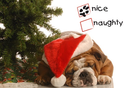 Christmas Bulldog