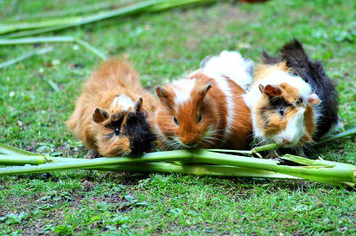 3 guinea pigs eating