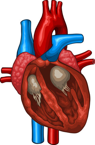 Human Heart